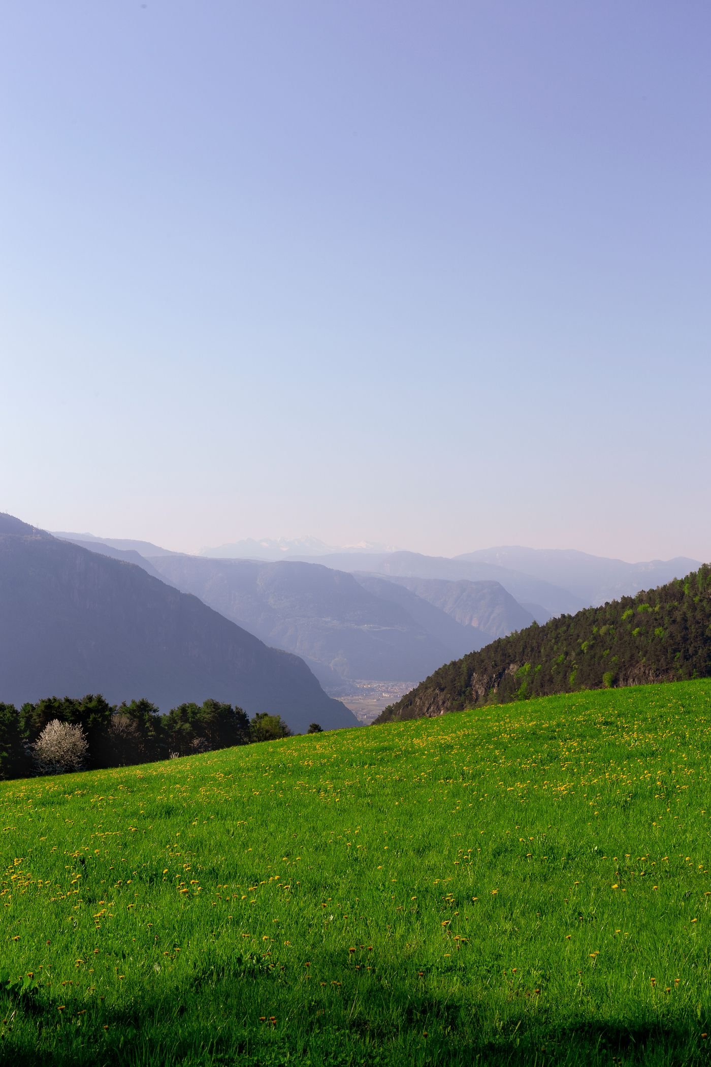 Meadow Land
